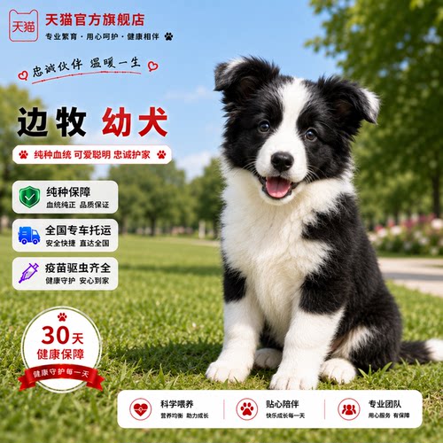 中型犬幼崽可爱家养真狗七白网红
