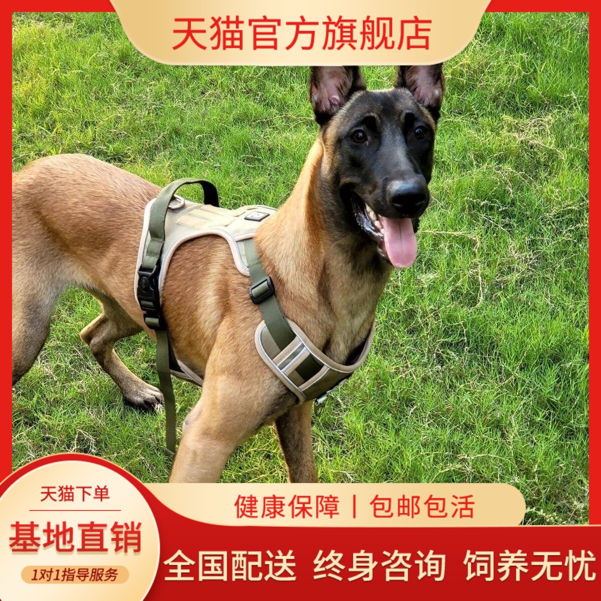黄马幼崽工作犬护院比利时牧羊