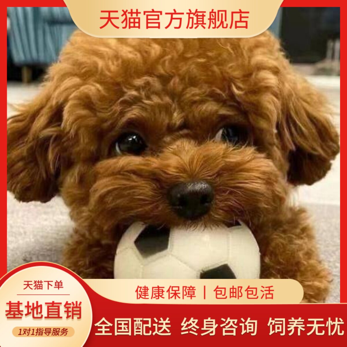 纯黑活泼黑长不大家养狗网红精品