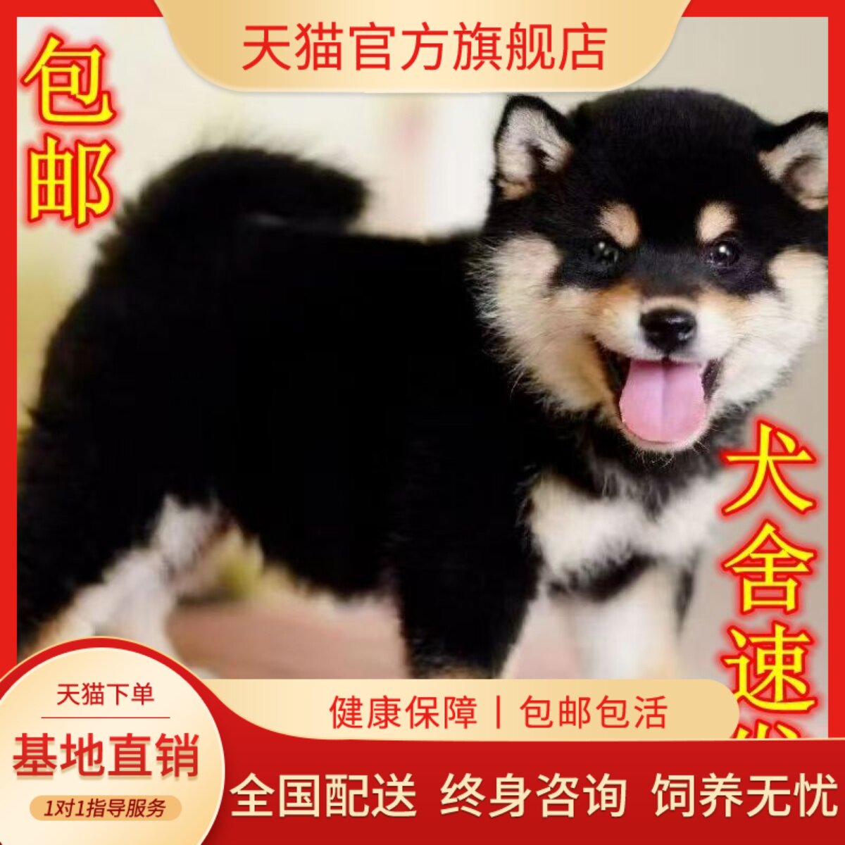 超萌豆柴小短毛看家狗狗狗正宗