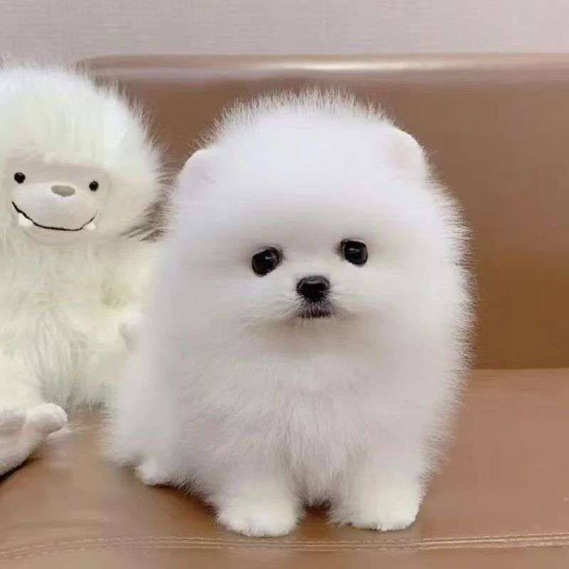 博美纯种幼犬家养黄色球形活物真狗白色俊介犬犬长不大超萌狗幼崽