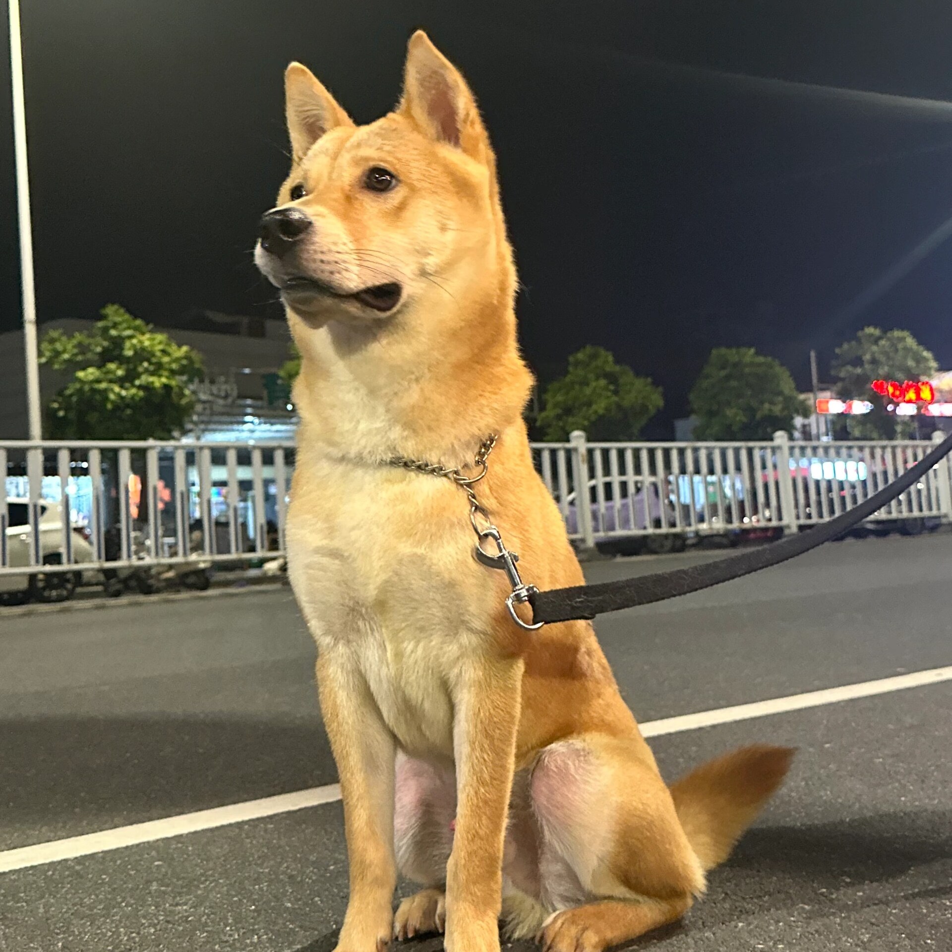 黄狗白面狗狗四眼包金五黑家养
