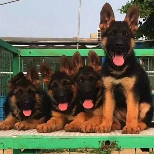 幼崽农村狼狗聪明护院护卫犬看家