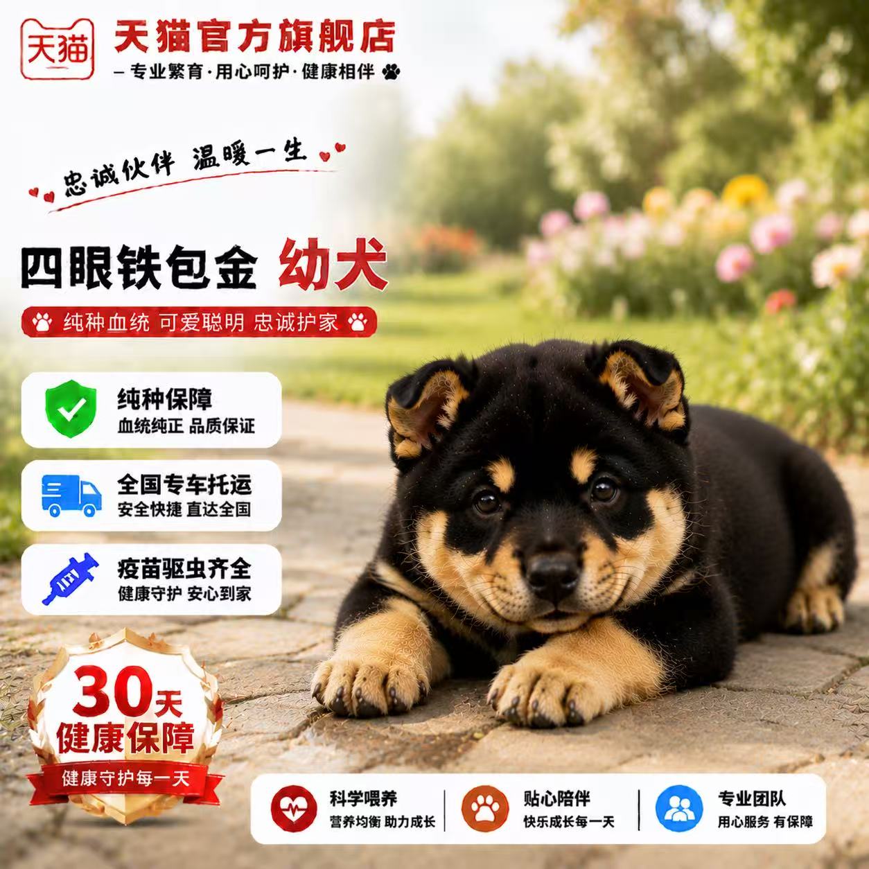 广西土猎犬家养正宗小狗土狗