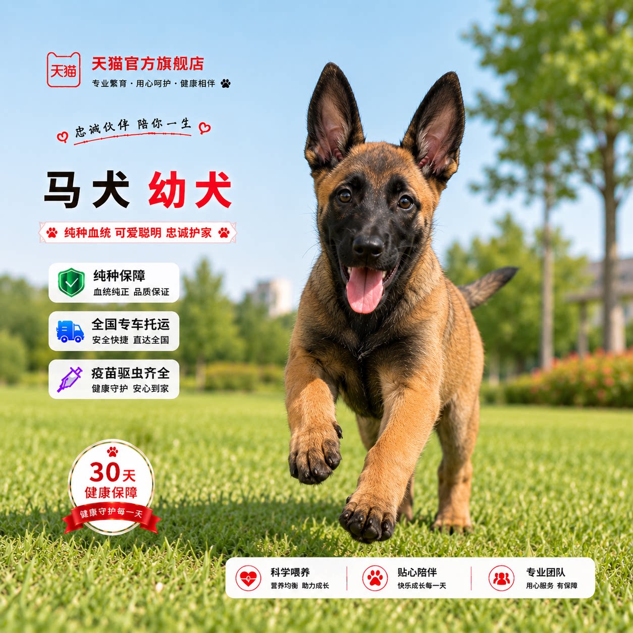 比利时牧羊犬真狗幼崽黄马幼宠