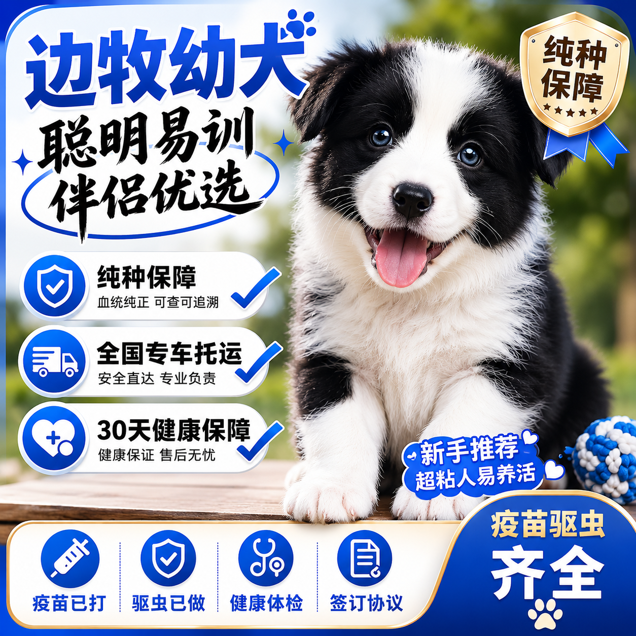 边牧纯种幼犬温顺家养活体狗可爱型大骨架健康便宜好养高智商幼宠