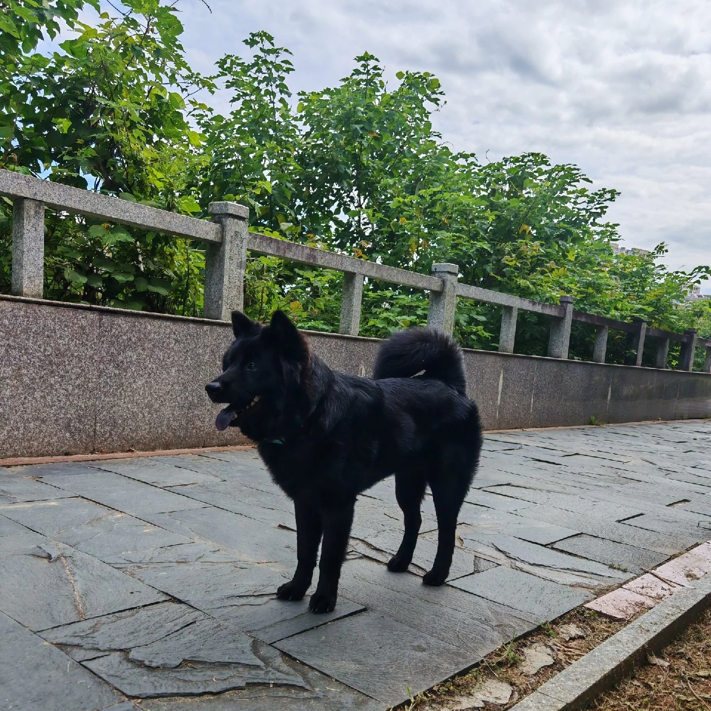 骨架大型犬赶山犬忠诚便宜护主狗