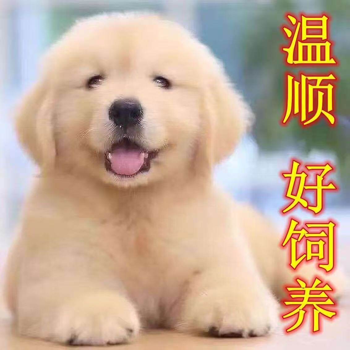 大骨架导盲犬大型犬护院健康
