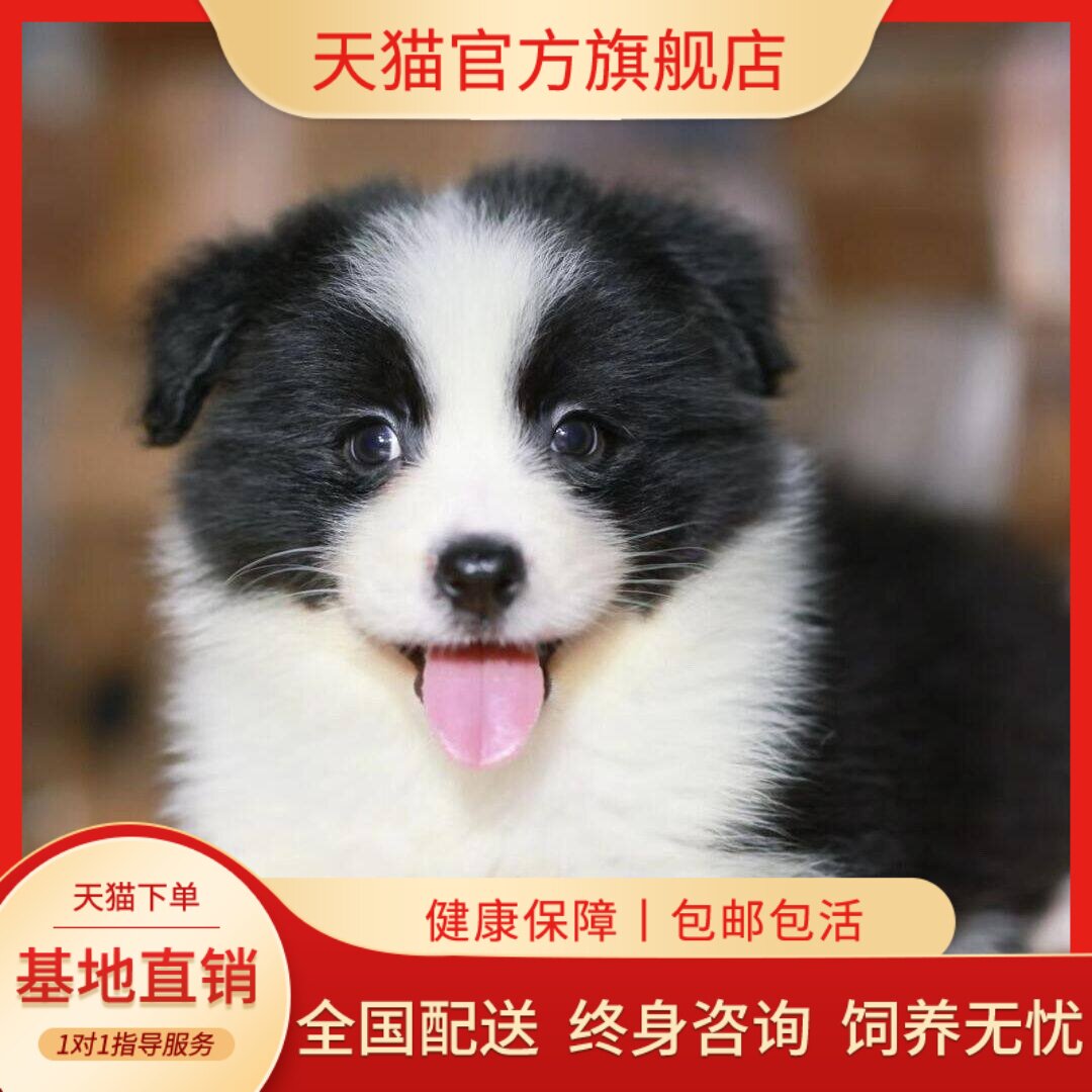 高智商宠物狗便宜活泼陪伴宠粘人