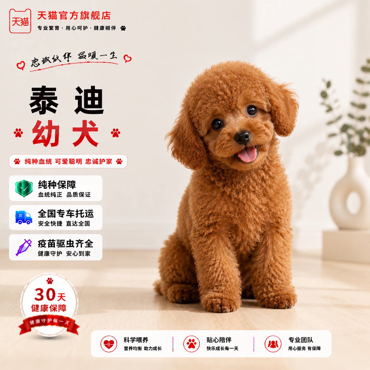 泰迪幼犬小体可爱粘人棕色小狗狗