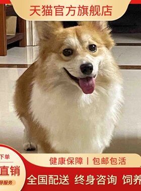 柯基犬活体小型犬家养宠物狗狗