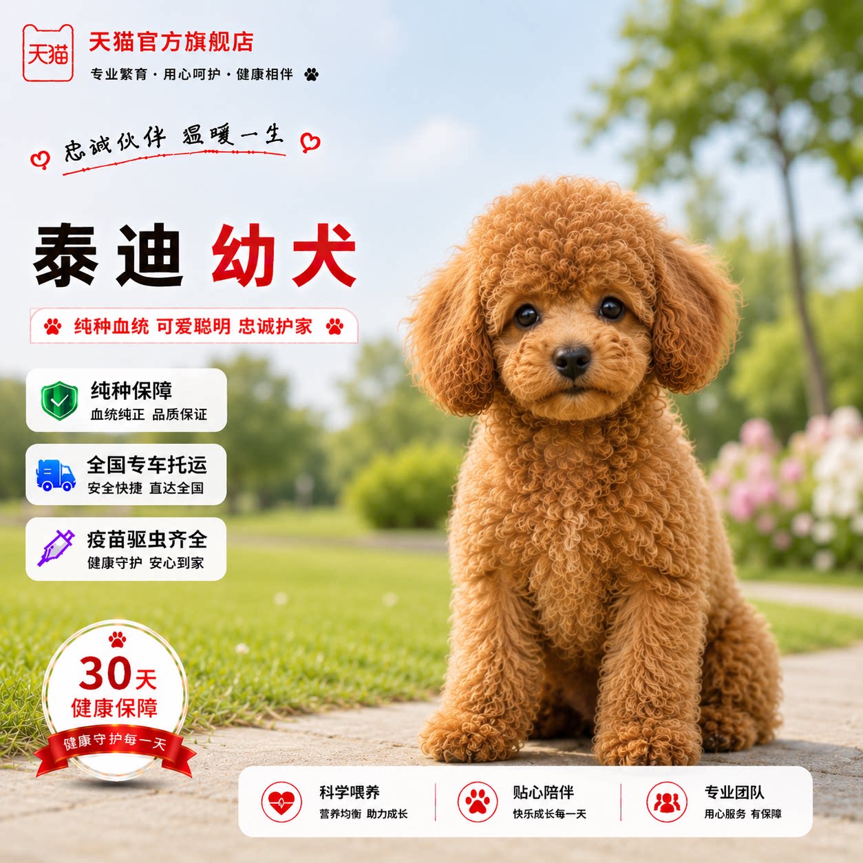 纯种泰迪幼犬便宜幼崽小型犬贵宾