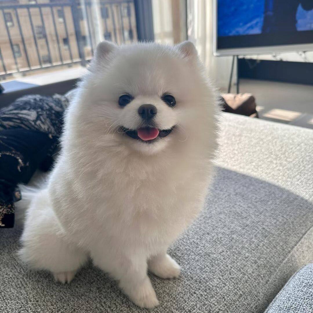 博美纯种幼犬活物狗小型犬球形便宜超小超萌袖珍活体圆脸网红狗狗