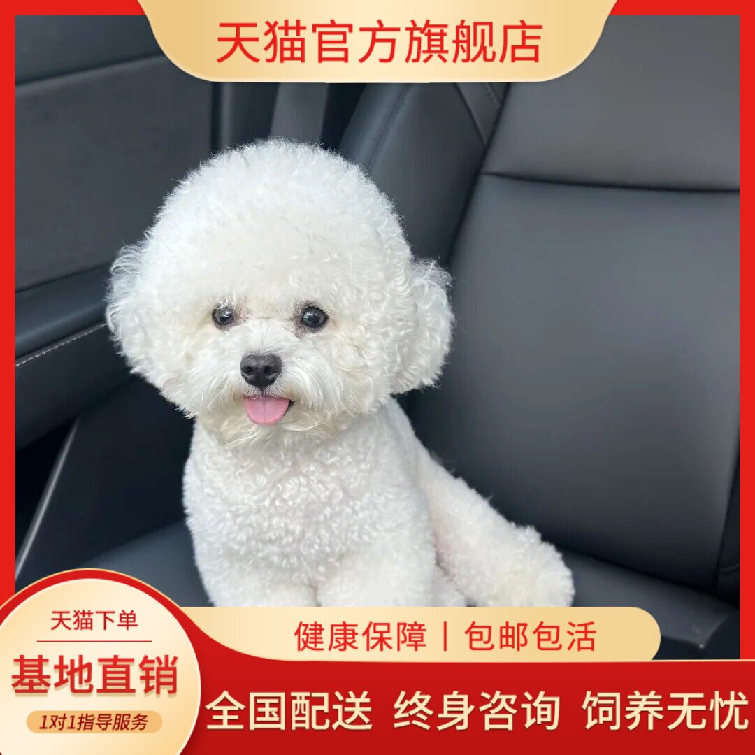 长不大犬迷你狗袖珍球形寻活浩