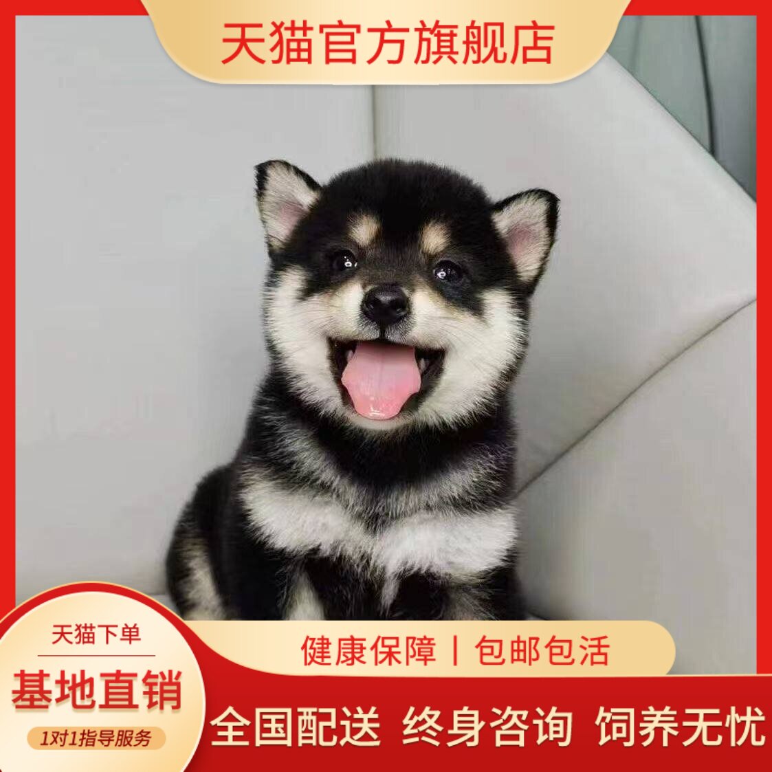 家养赤色帅气正宗狗狗赤柴超萌