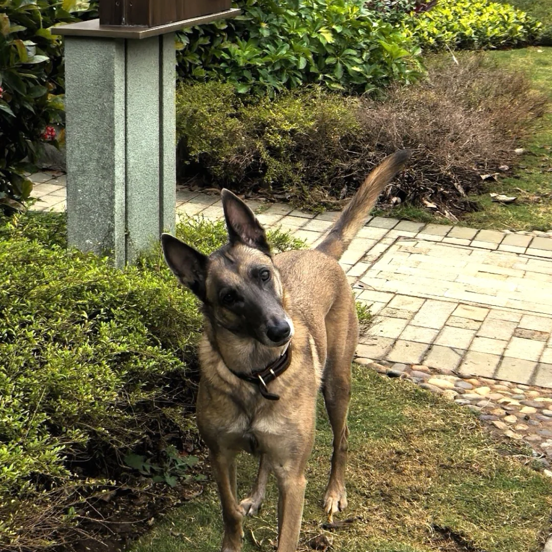 血统护卫大型犬牧羊犬正宗小马犬