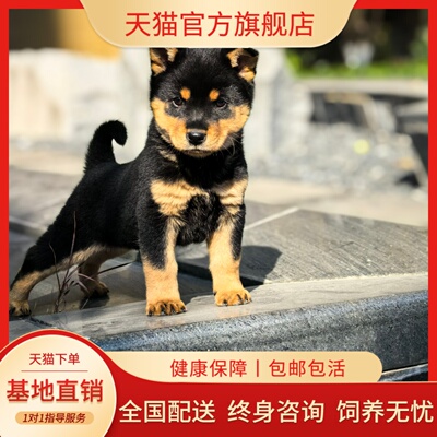小狗看家护院好养短毛广西活体狗