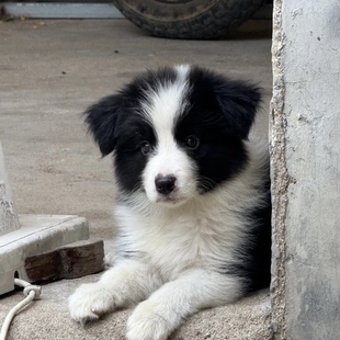 纯种边境牧羊犬陨石边牧幼犬活体七白三通黑白金边中型犬宠物狗狗