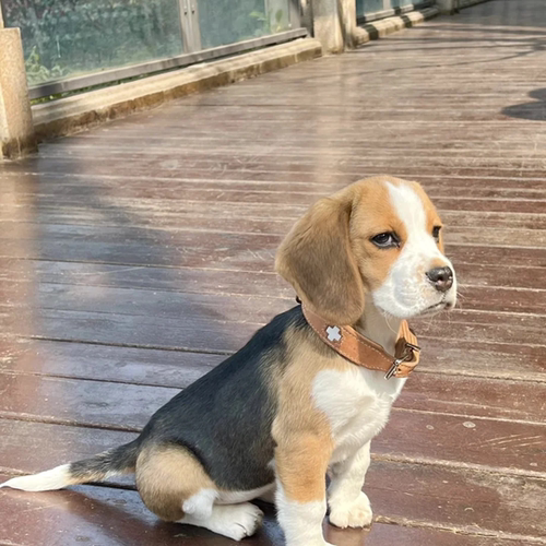 家养小型犬巴吉度大头狩猎犬宠物