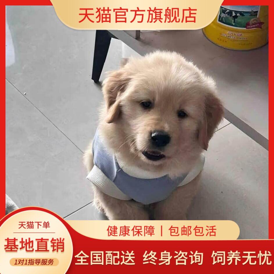 双血统赛级金毛大头大骨架犬幼犬