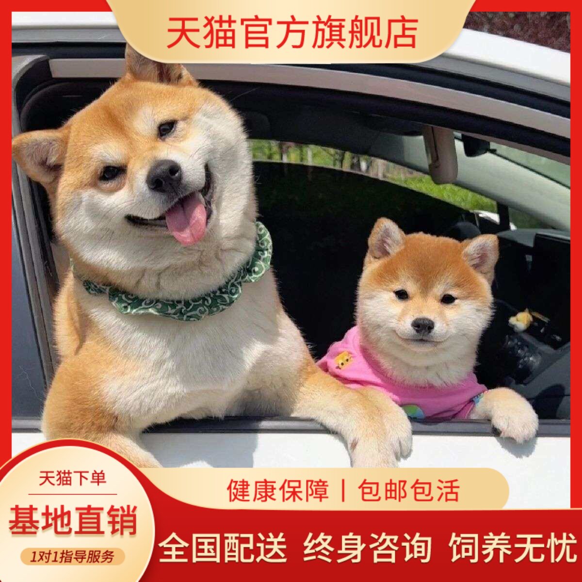 活泼超萌狗崽赤色便宜活物狗