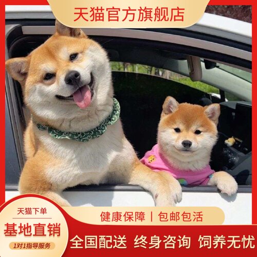 活泼超萌狗崽赤色便宜活物狗