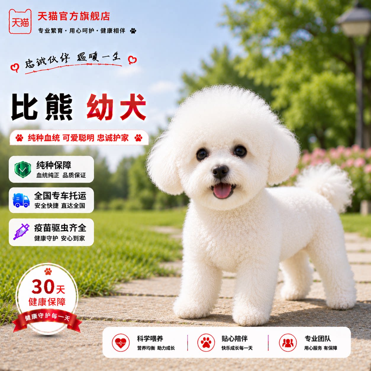 迷你犬袖珍小型犬白色超萌小体