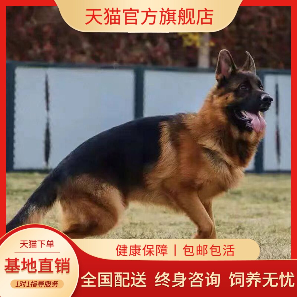 活物幼崽警犬牧羊犬狗高智商狗