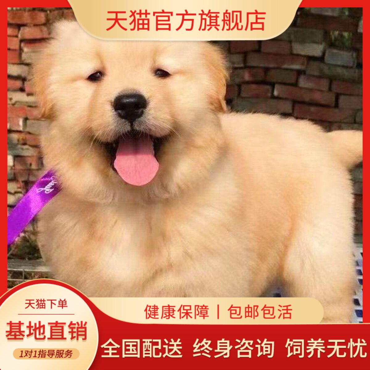 活物家养小狗猎犬导盲犬沙滩金狗