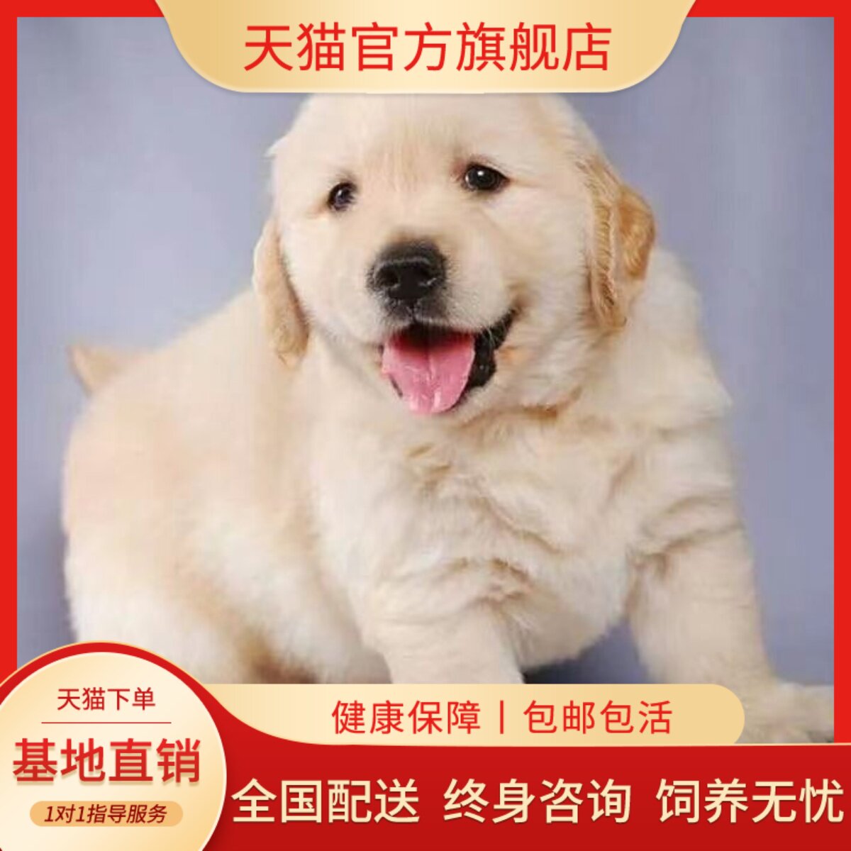 温顺真狗小狗导盲犬猎犬幼崽狗