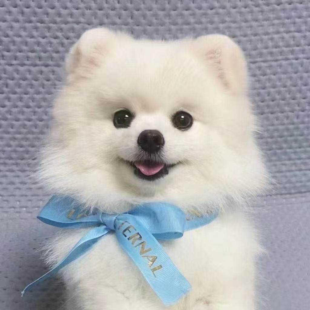 袖珍犬活物俊介犬便宜黄色真狗