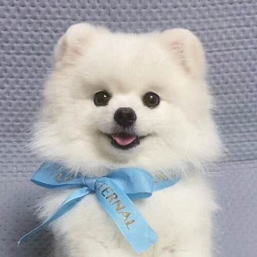袖珍犬活物俊介犬便宜黄色真狗