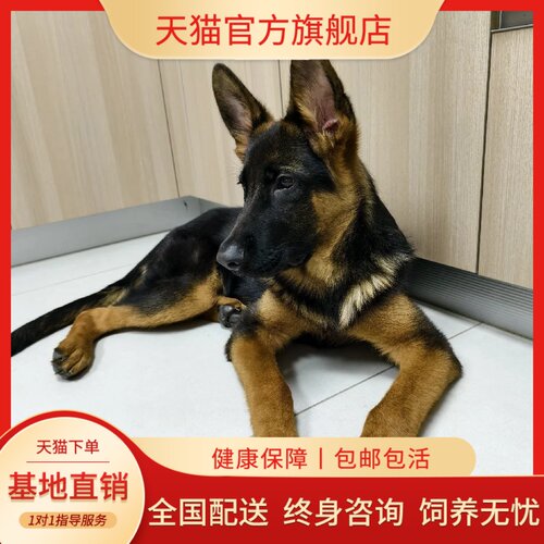 狗狗工作犬家养看家平背爱骨小