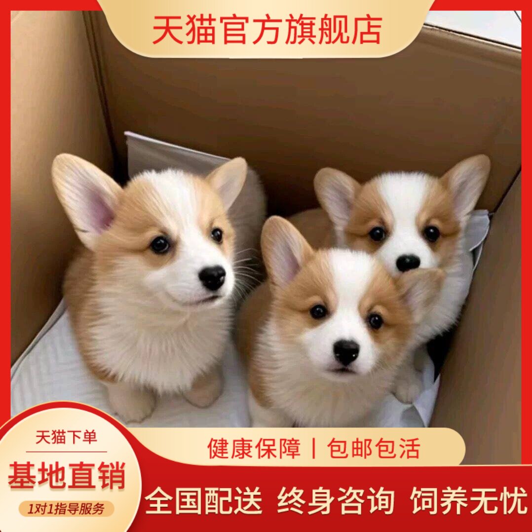柯基纯种幼犬活物黄白花小狗狗黑白三色帅气小短腿陪伴狗不掉毛狗