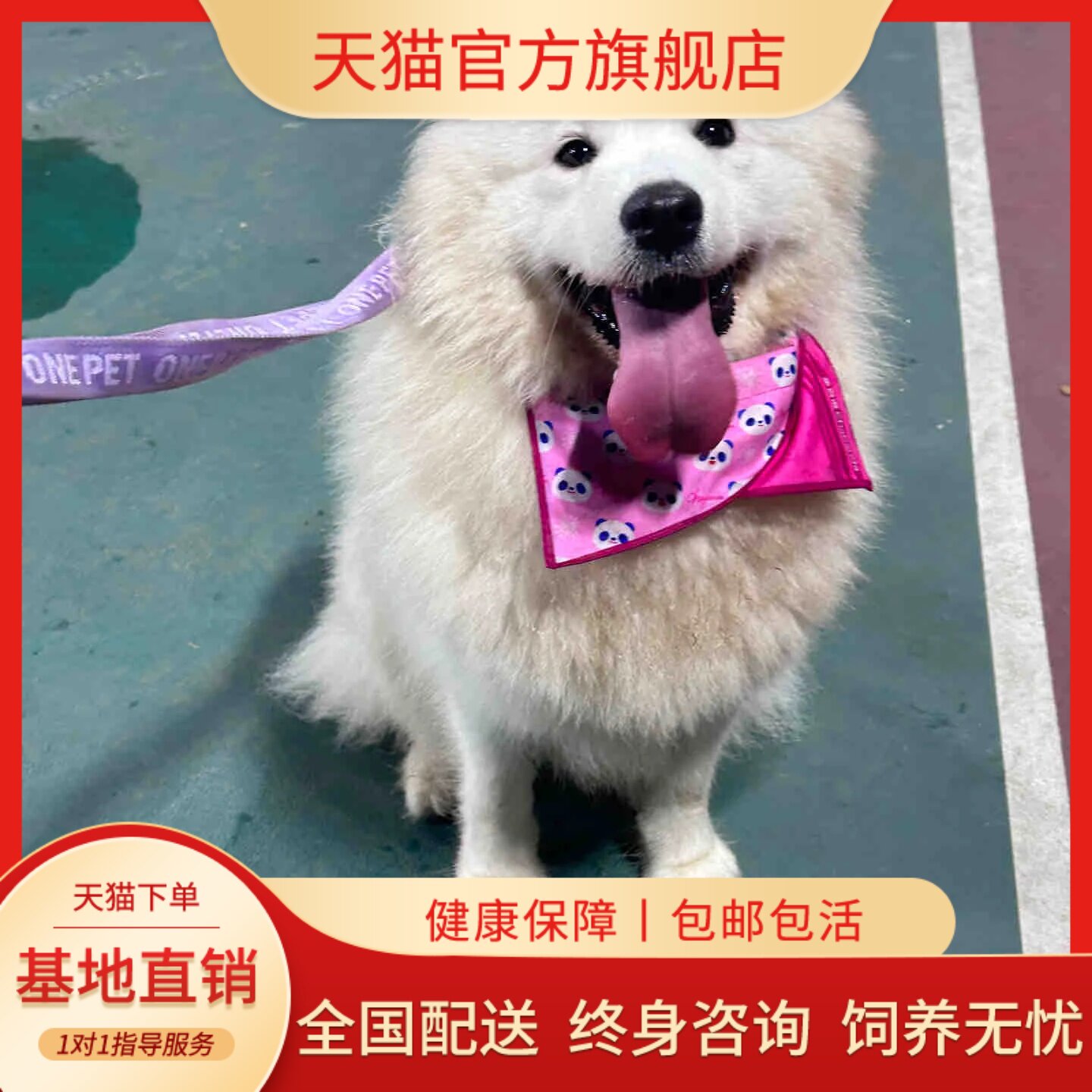 萨摩耶犬雪橇犬活体家养宠物狗狗