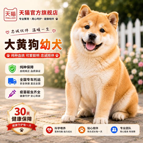 黄狗白面狗狗四眼包金五黑家养