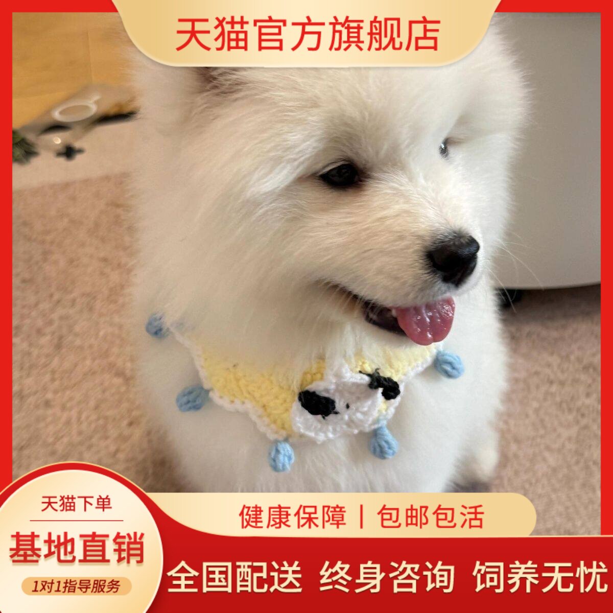白家养可爱型白色陪伴犬便宜活物