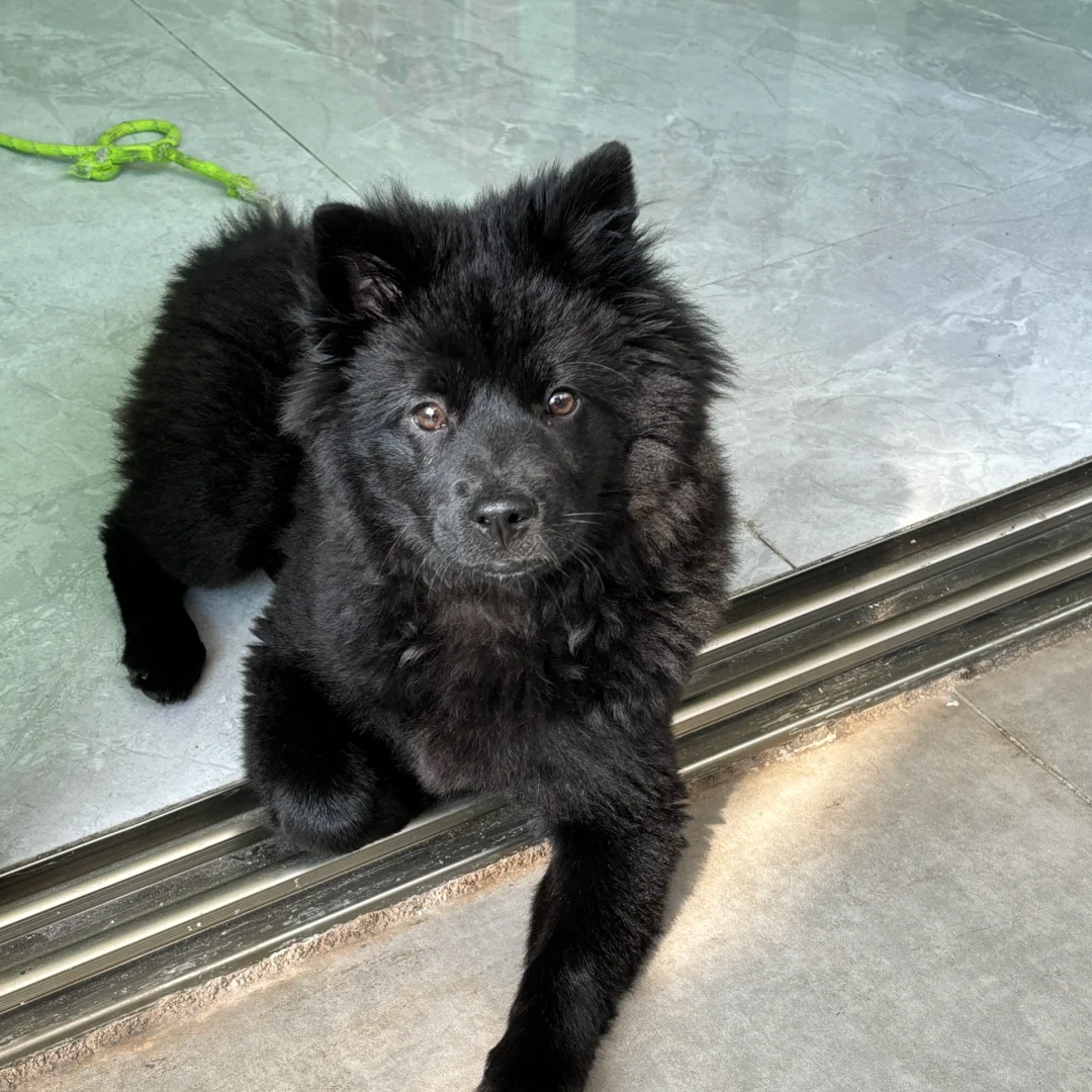 土猎犬中华田园犬幼崽五黑狗狗