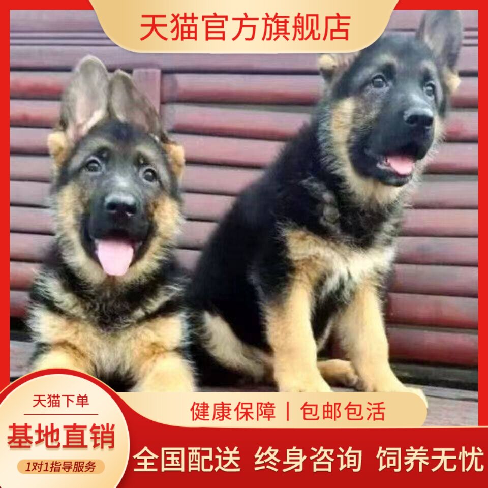 德牧纯种幼犬护卫院幼崽真狗农村牧羊犬弓背便宜看家猛犬平背幼宠
