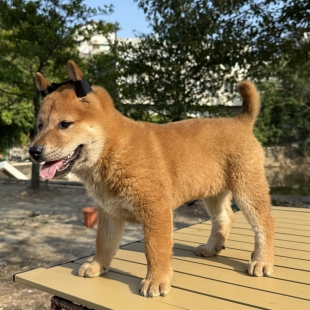 纯种中华田园犬小型适合小孩家养的高智商长不大狗狗活物狗崽狗仔