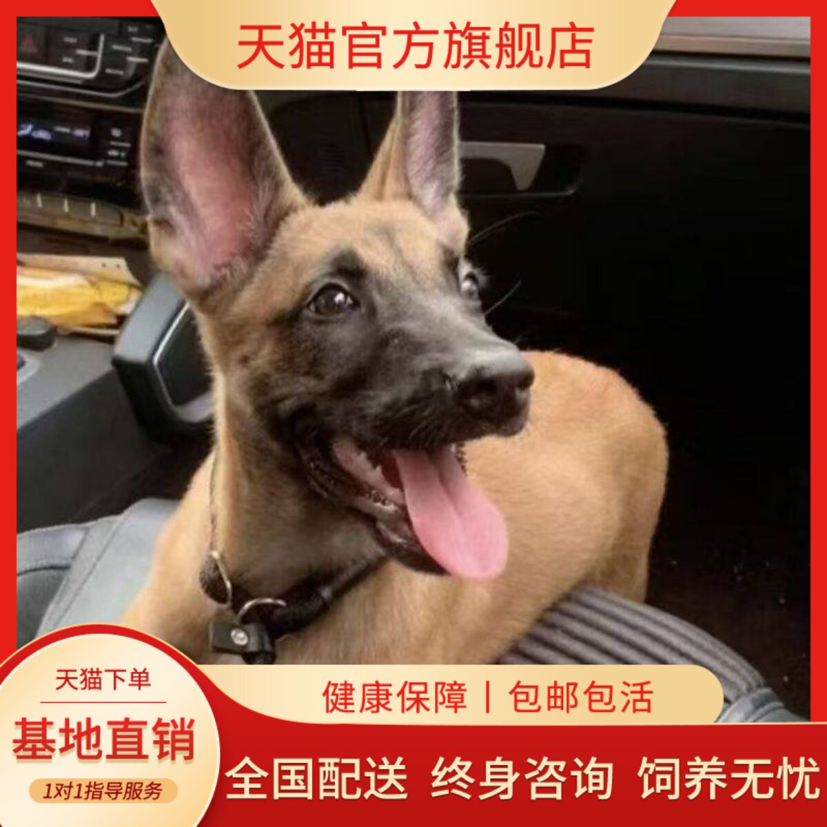 马犬纯种幼犬工作犬比利时牧羊犬高智商便宜农村宠物狗黄马幼宠狗