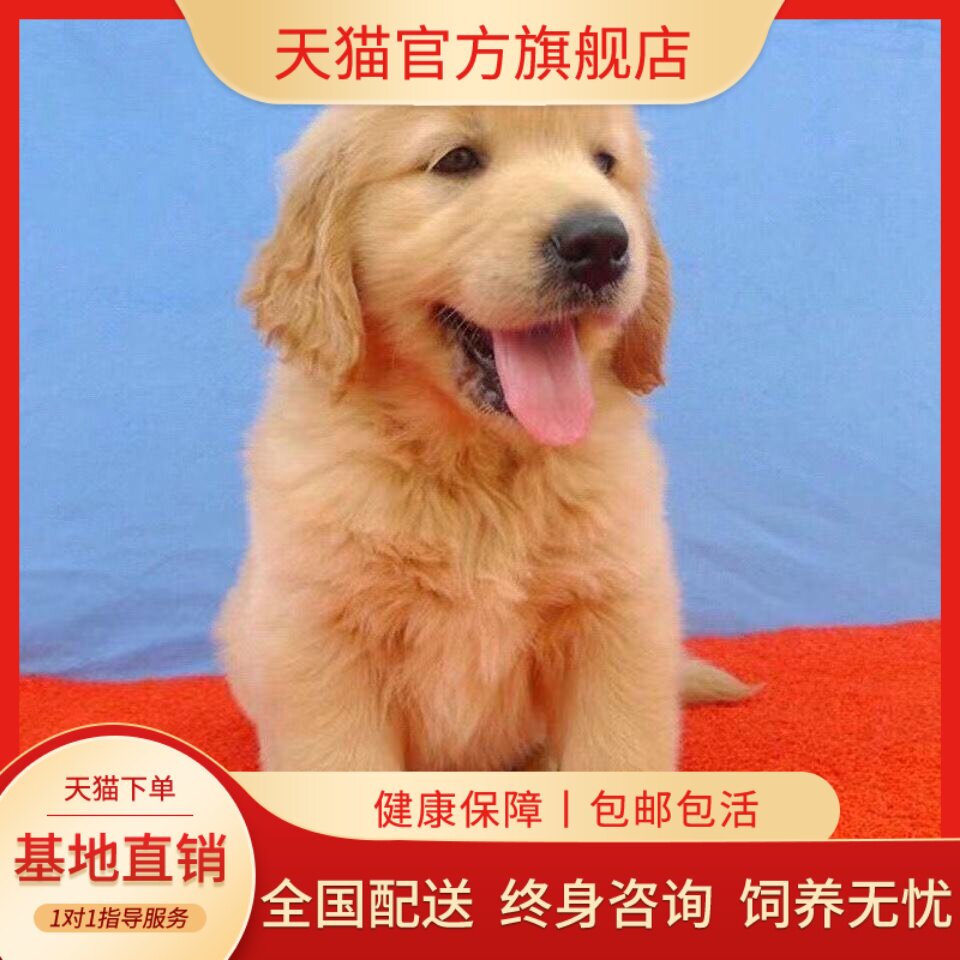 狗导盲犬巡回犬高智商超萌真狗