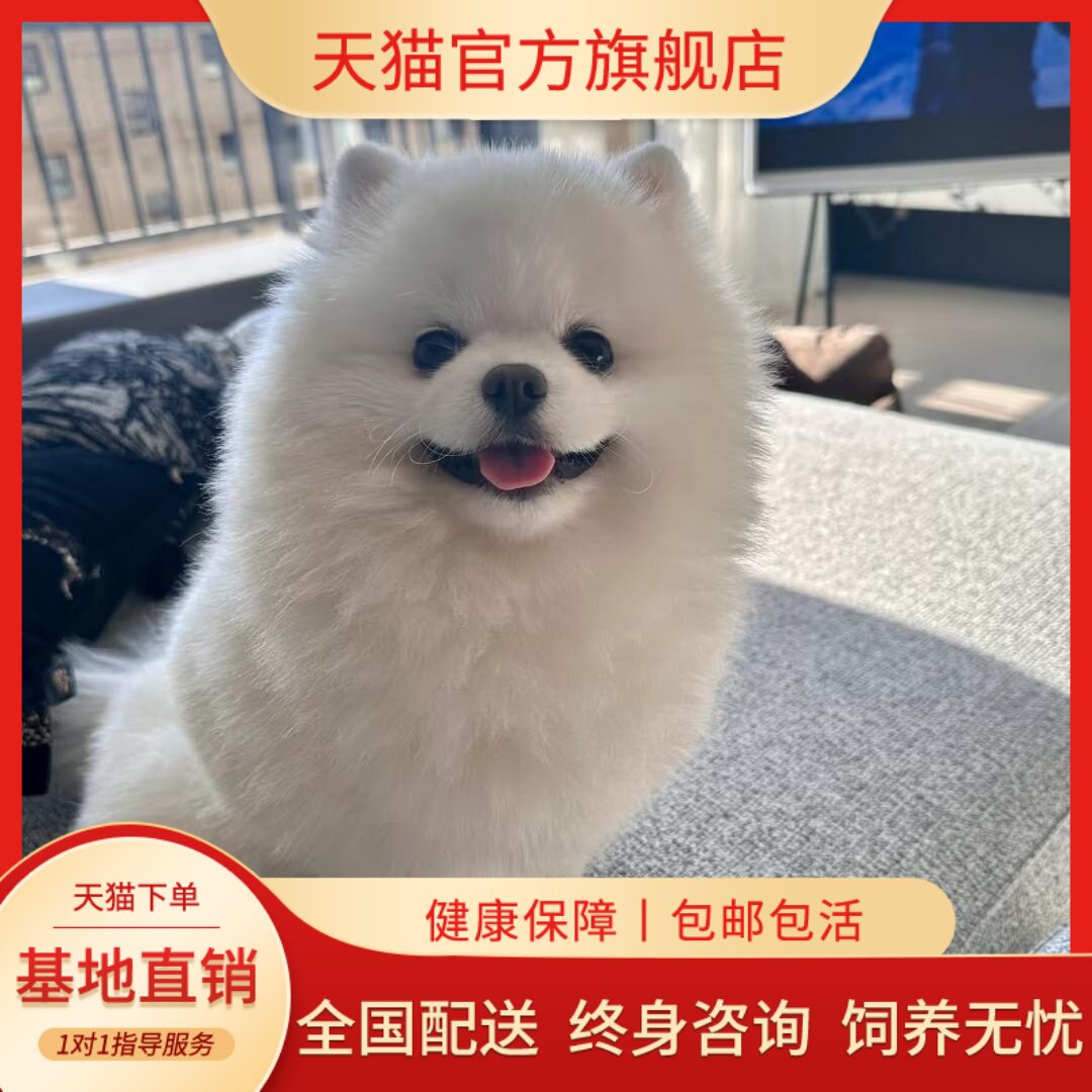 超小超萌袖珍活体圆脸网红狗狗