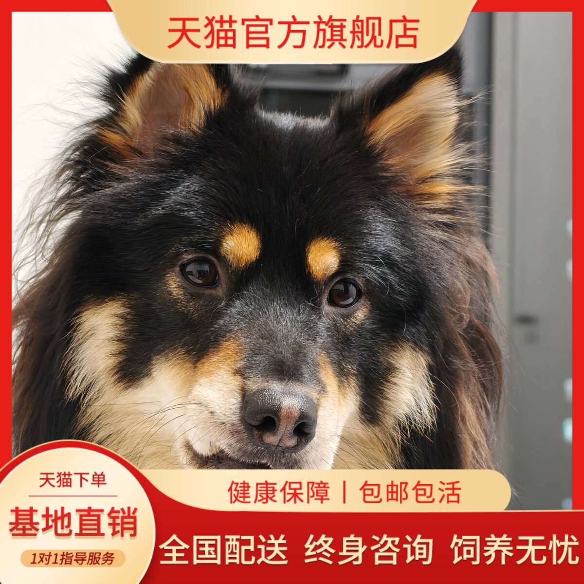 纯种四眼铁包金银广西土猎犬便宜中华田园犬狗狗护主正宗好养好看