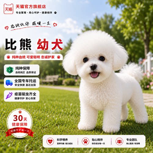 袖珍小白色狗犬真狗圆脸可爱幼崽