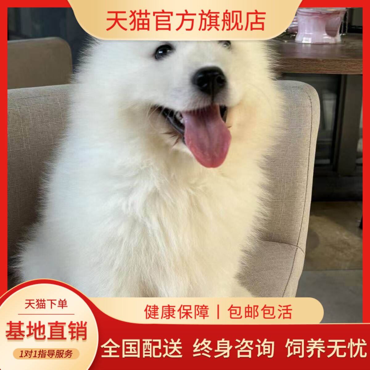 幼崽型网红好养白色治愈家养粘人