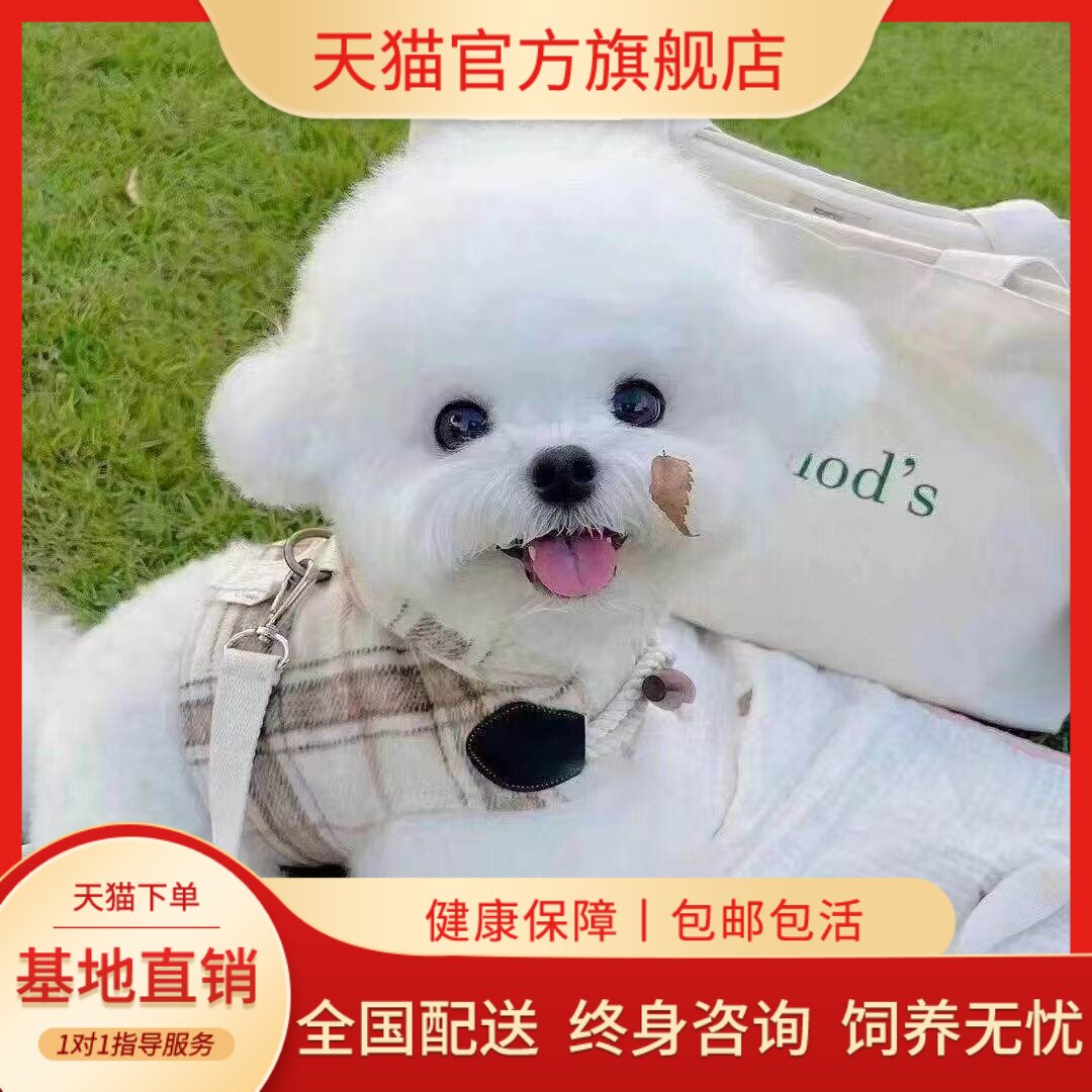 白白色长不大狗可爱狗圆脸家养