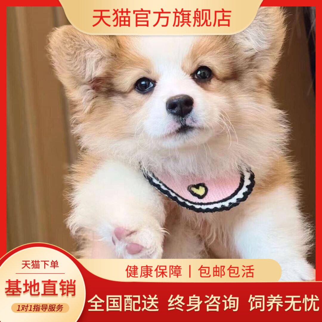 宠物犬狗双色幼崽活物听话三色