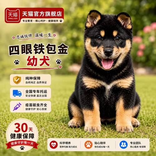 四眼铁包金纯种五黑幼犬松狮宠物