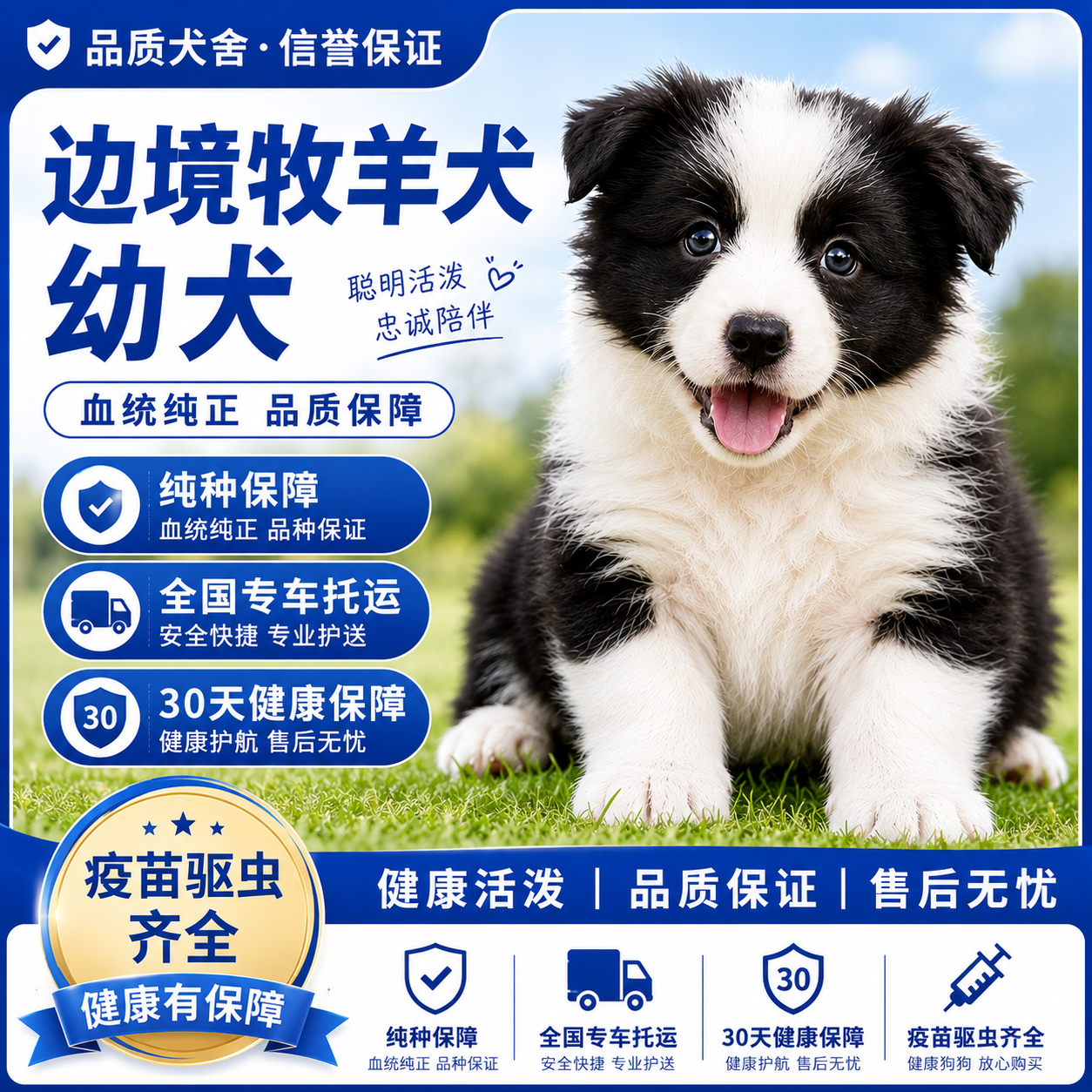 边牧纯种幼犬粘人黑白色活体温顺狗听话家庭犬家养聪明网红狗活物